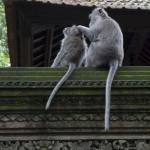 Лес обезьян в Убуде