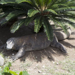 Варан в Сафари парке