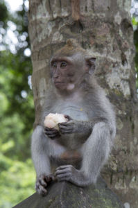 Лес обезьян на Бали