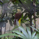 Парк птиц и рептилий на Бали