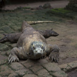 Парк рептилий на Бали