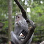 Бали лес обезьян в Убуде