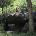 Львица в Сафари парке