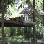 Тигр в Сафари парке