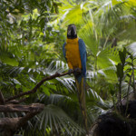 Парк птиц и рептилий