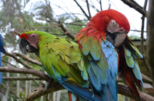 Попугаи в парке