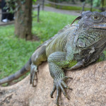 Парк рептилий