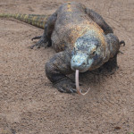 Ящер в парке