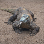 Парк рептилий Бали