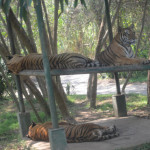 Пакетная экскурсия "Леопард"