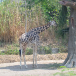 Пакетная экскурсия "Сафари на спине слона"