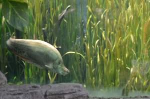 Рыба в аквариуме Марин Парка