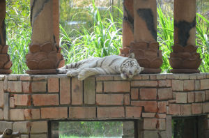 Тигр в Safari & Marine Park