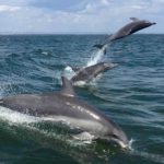 дельфины на бали