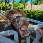 Экскурсия в Зоопарк Бали (Bali Zoo)