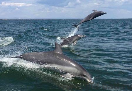 дельфины на бали