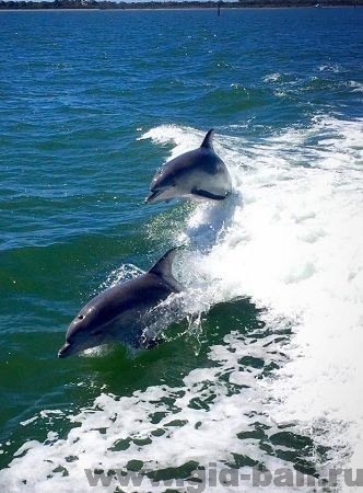 дельфины на бали в море