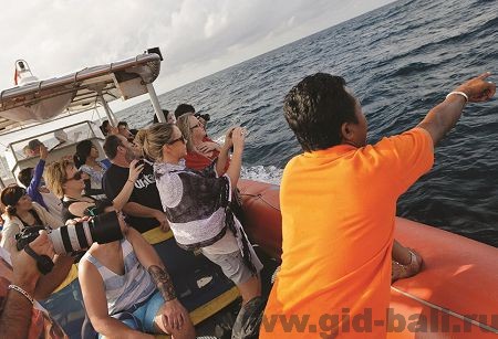 бали посмотреть дельфинов