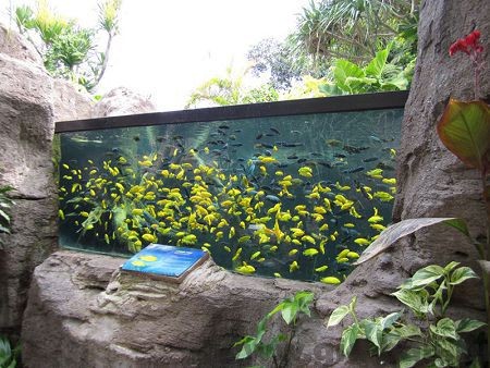 Цветные рыбки из вод Бали в больших аквариумах