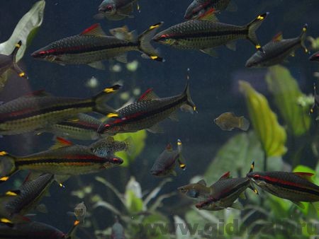 морские обитатели в Марин парке