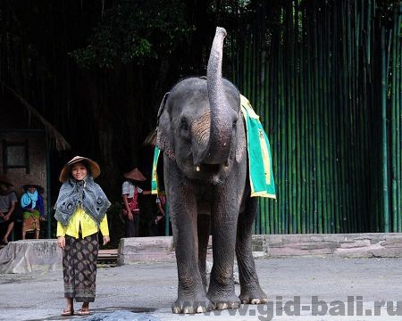 Дрессированные животные принимают участие в шоу