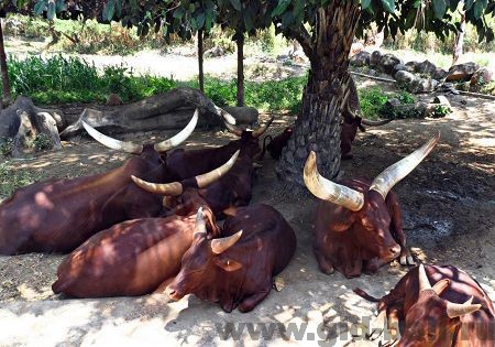 животные в марин парке