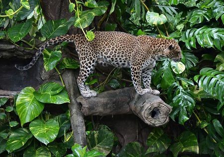 хищники в марин парке