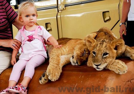 фото с львёнком в марин парке