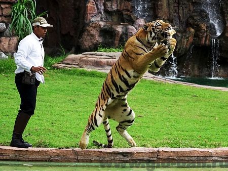 выступление дрессированных тигров