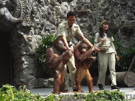 шоу с дрессированными животными