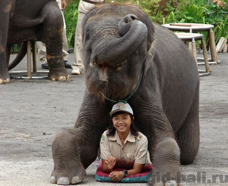 Слоны проделывают различные трюки