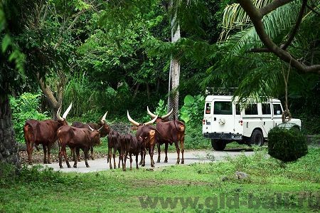 животные в сафари парке на бали