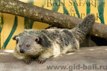 экзотические животные