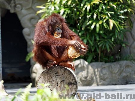 Обезьяны делают забавные трюки