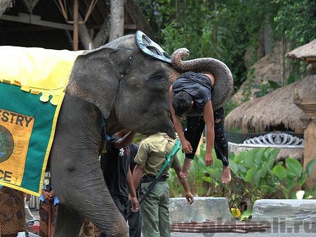 Слоны участвуют в представлении