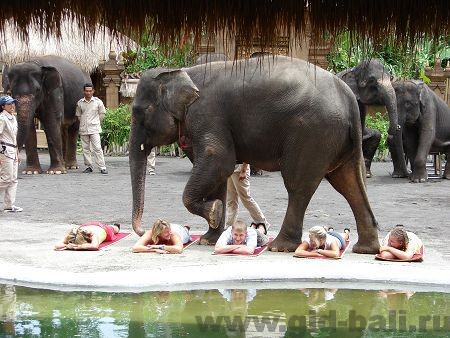 Представление со слонами