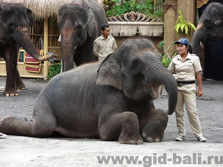 Представление со слонами