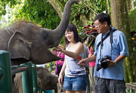 ручные слоны