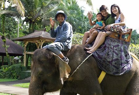 катание на слонах