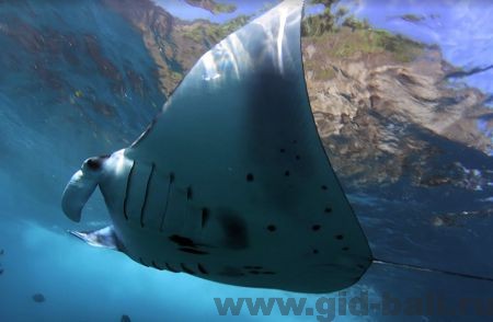 скаты на бали