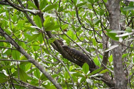 Тур на нуса ченинган