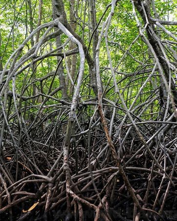 тур на ченинган