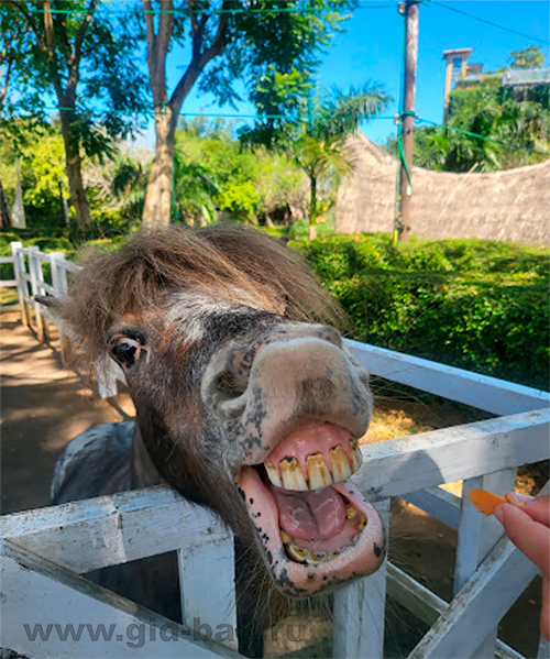 Зоопарк Бали (Bali Zoo, Бали Зоо)
