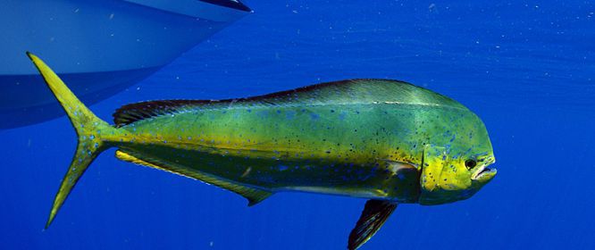 Рыба махи-махи