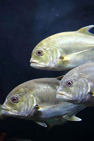 Каранкс в стае