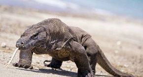 Комодский дракон