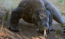 Вараны на острове Комодо