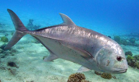 Гигантский каранкс