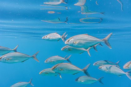 Стая амберджеков