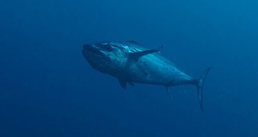 Гимносарда